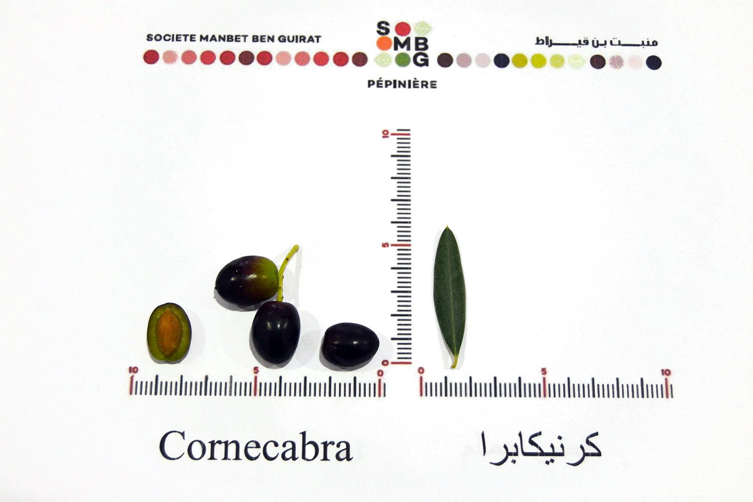 Cornecabra