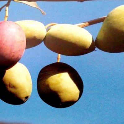 Banner image