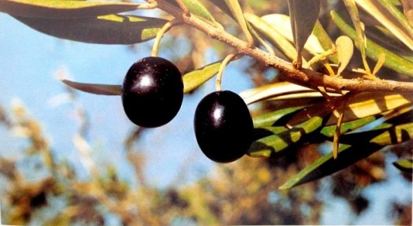 Manzanilla