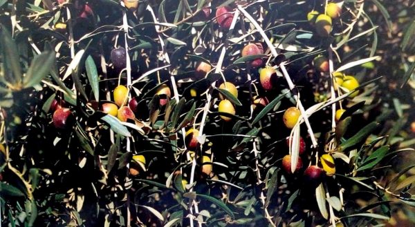 Picholine-Marocaine