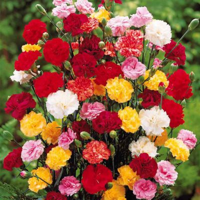 Oeillet ( Dianthus)