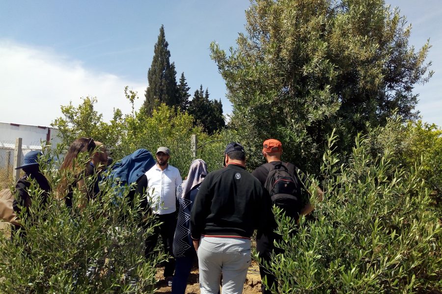 Pépinière Tunisie