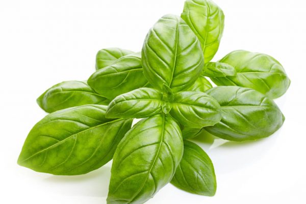 basilic