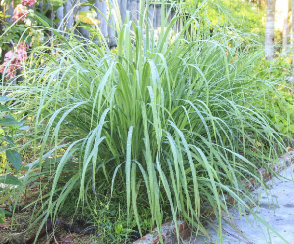 citronnelle