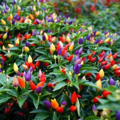 Piments (Capsicum)