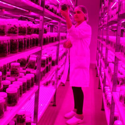 Plants In Vitro
