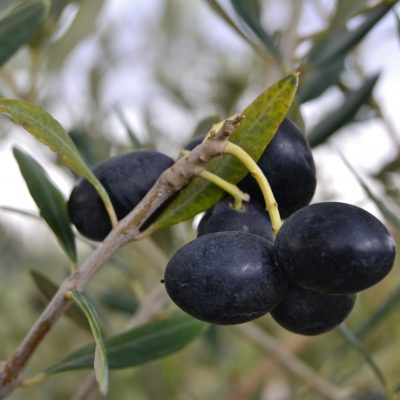Plants d’olivier